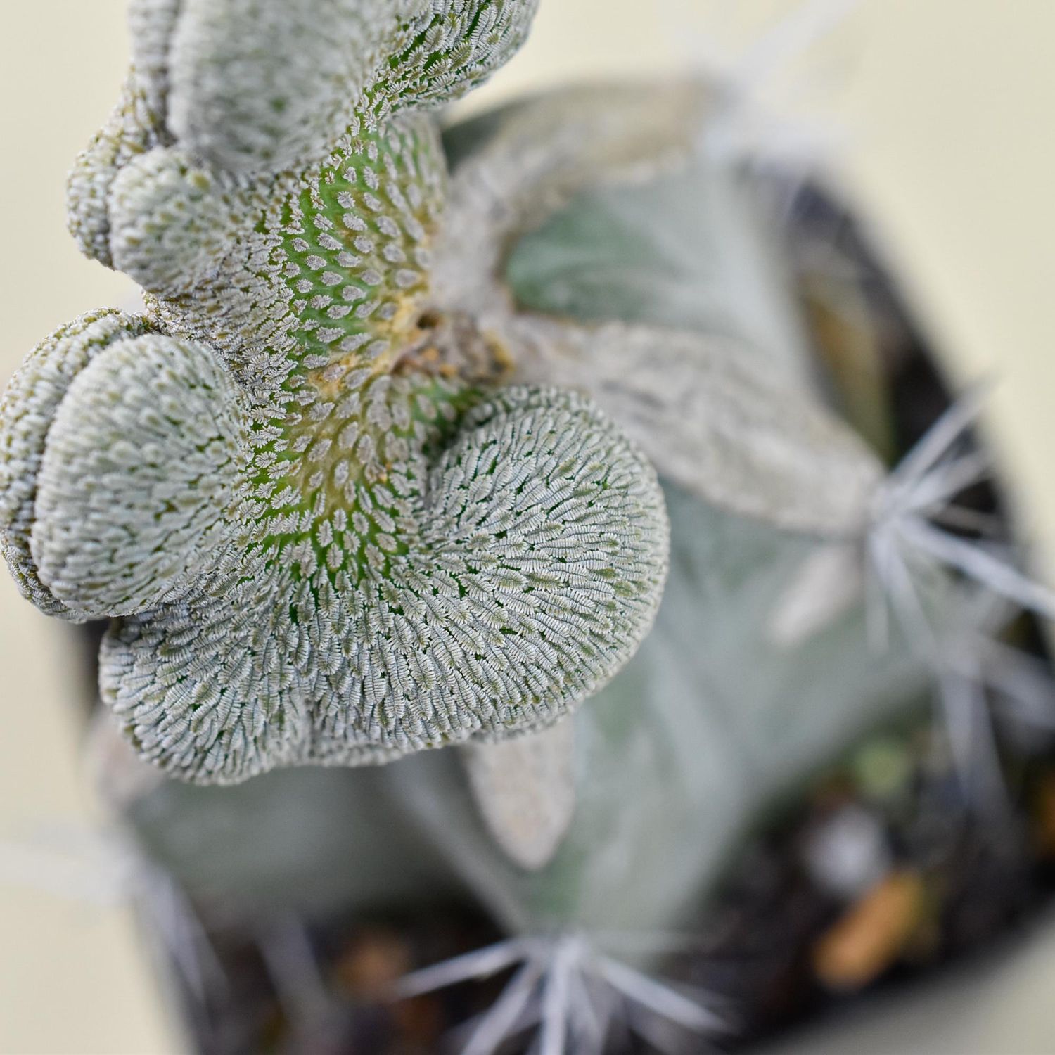 Pelecyphora aselliformis crest