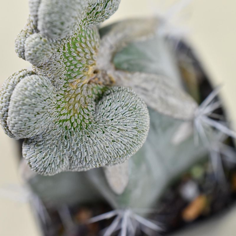 Pelecyphora aselliformis crest