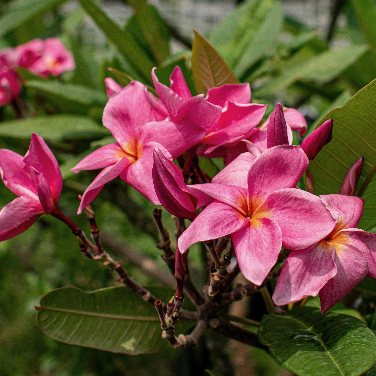 Plumeria (Frangipani) Champa