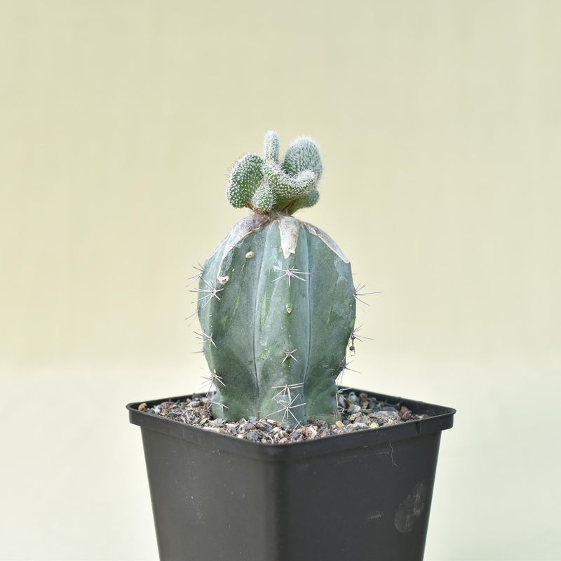 Wilcoxia kroenleinii A. Cartier crest