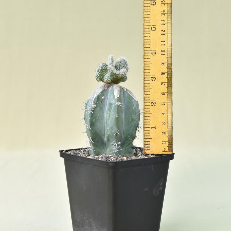 Wilcoxia kroenleinii A. Cartier crest