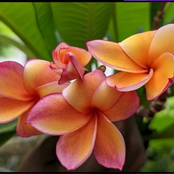 Plumeria  Penang Peach (Frangipani) Champa