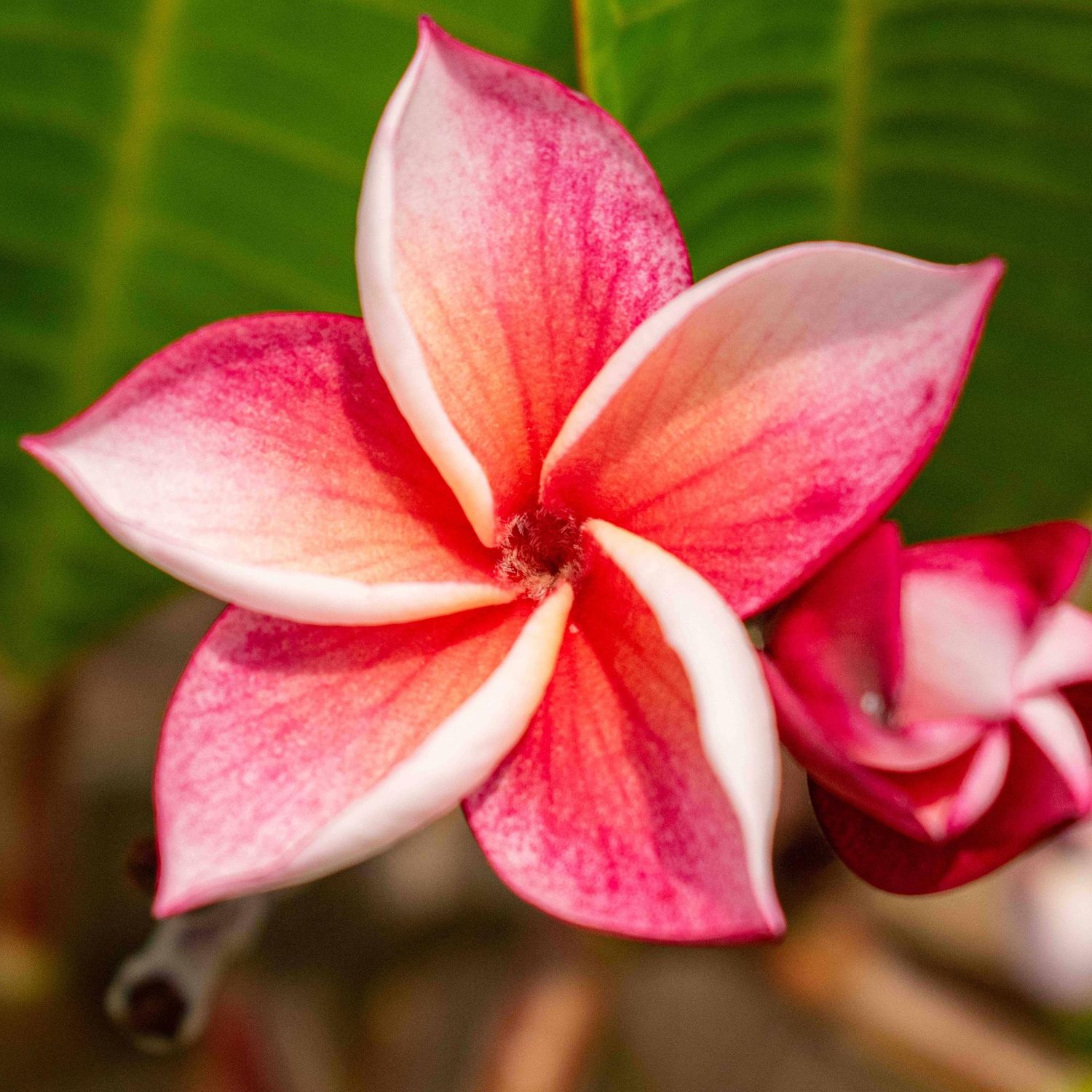 Plumeria (Frangipani) Champa