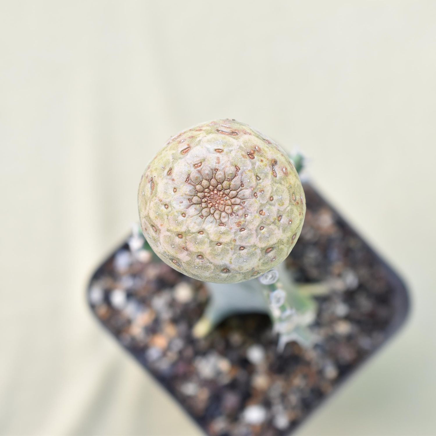 Euphorbia turbiniformis