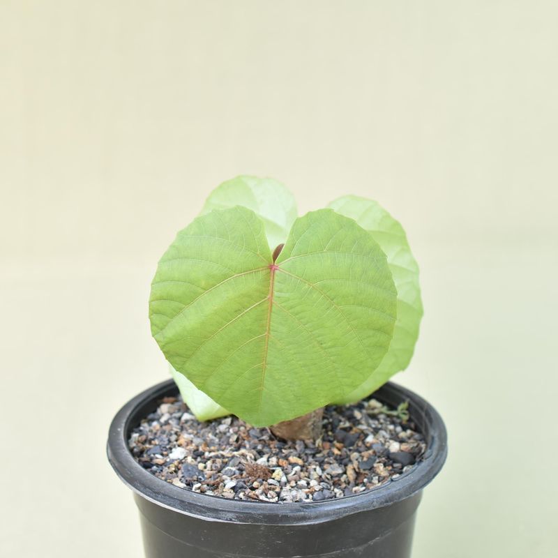 Cambodian Wild Grape (Ampelocissus martini)