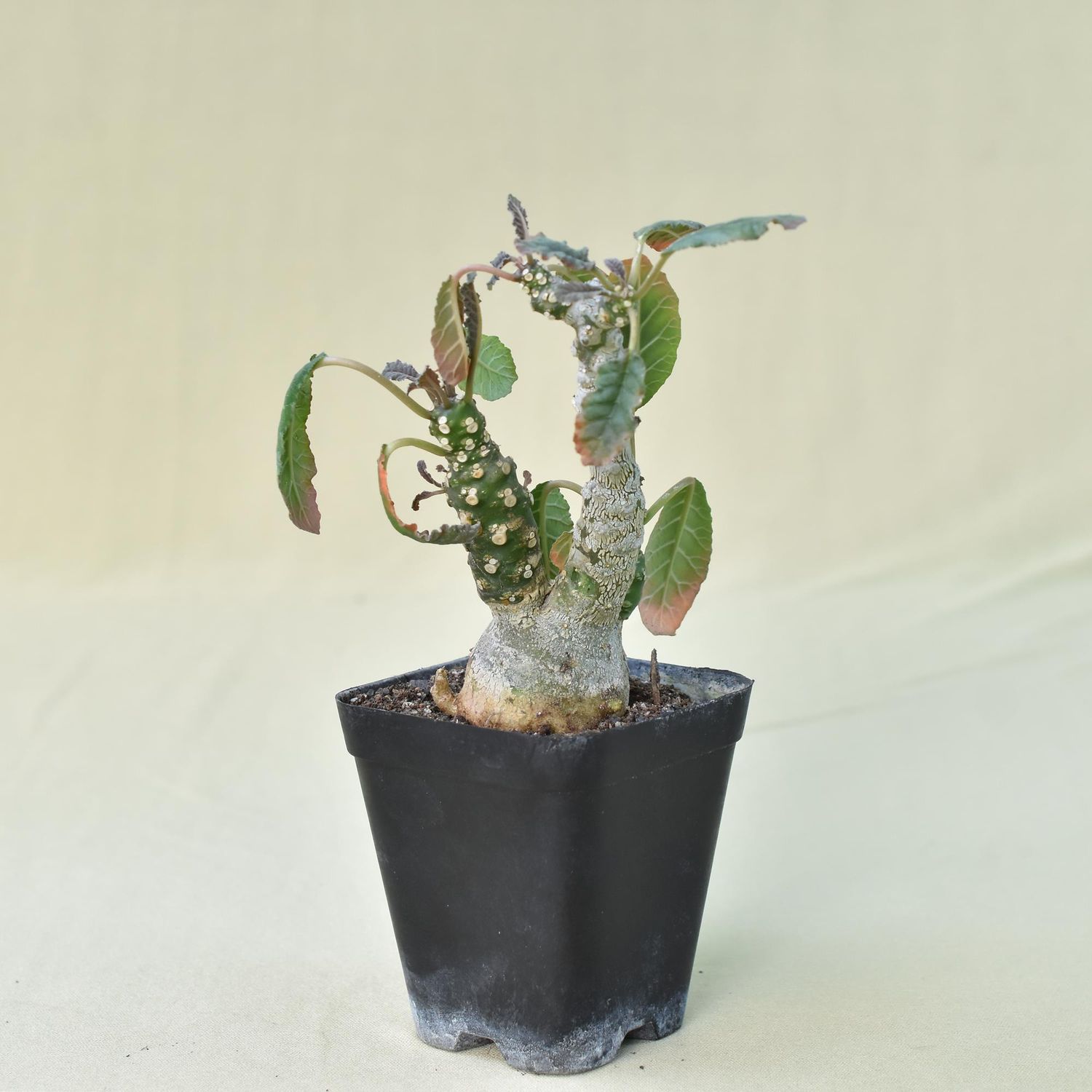 Dorstenia foetida