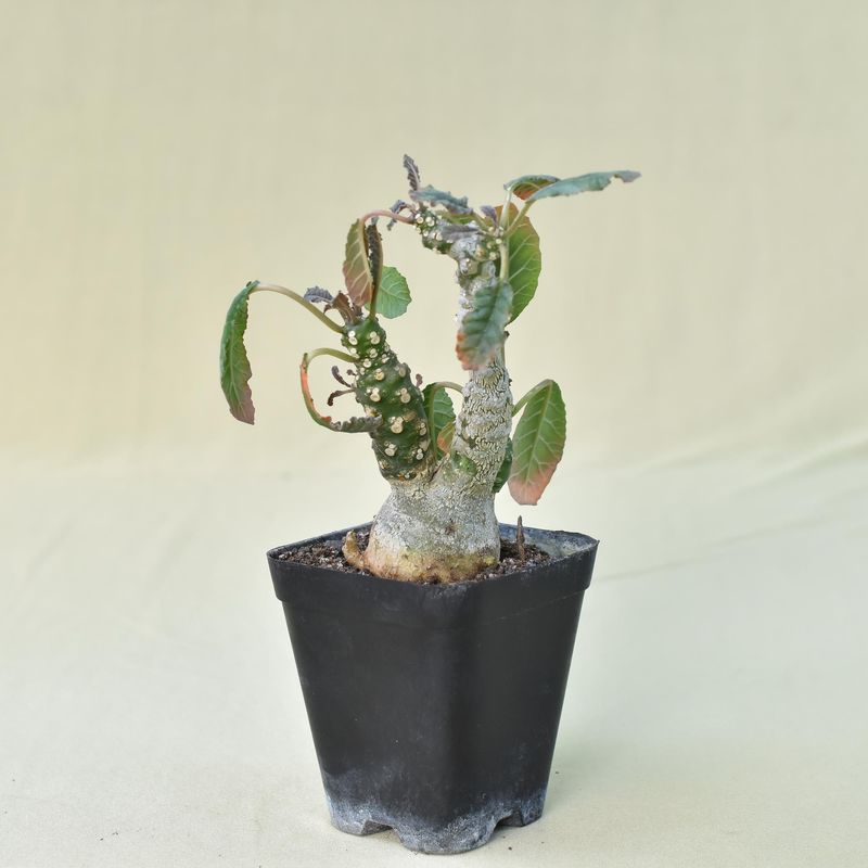 Dorstenia foetida