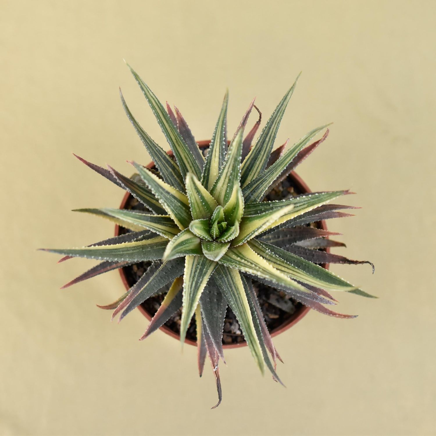 Haworthia pumila "Donuts" variegated