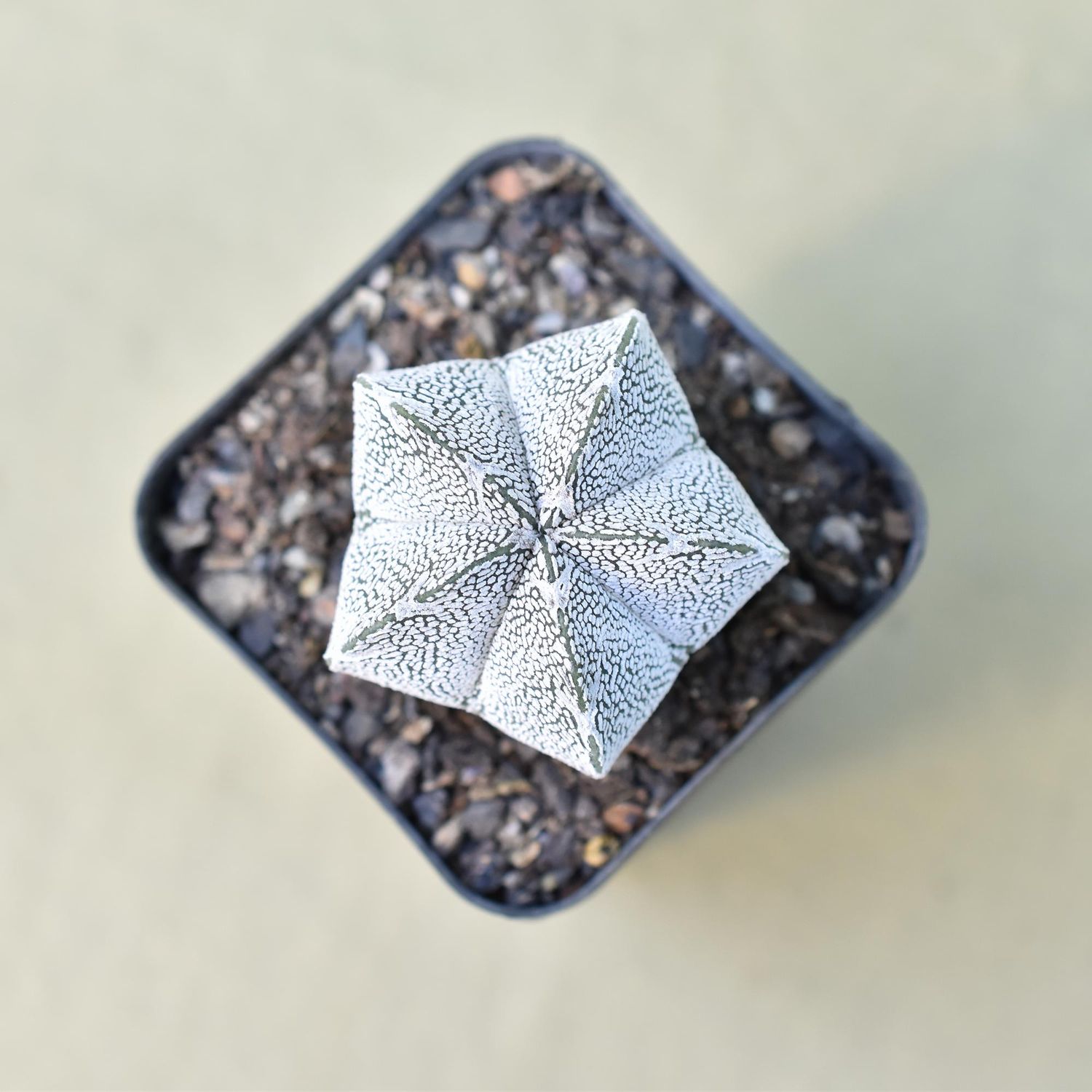 Astrophytum myriostigma cv Onzuka