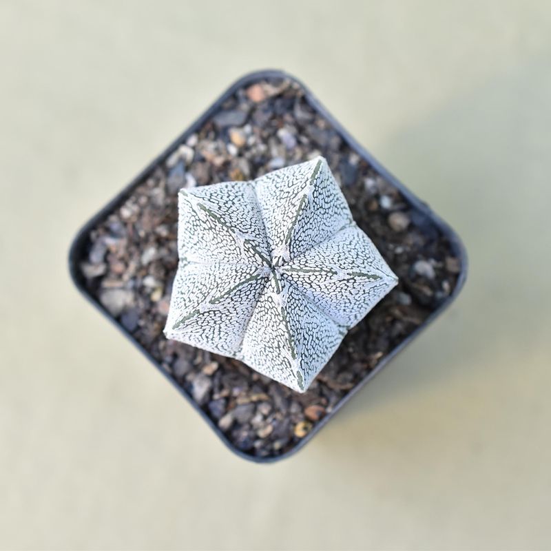 Astrophytum myriostigma cv Onzuka