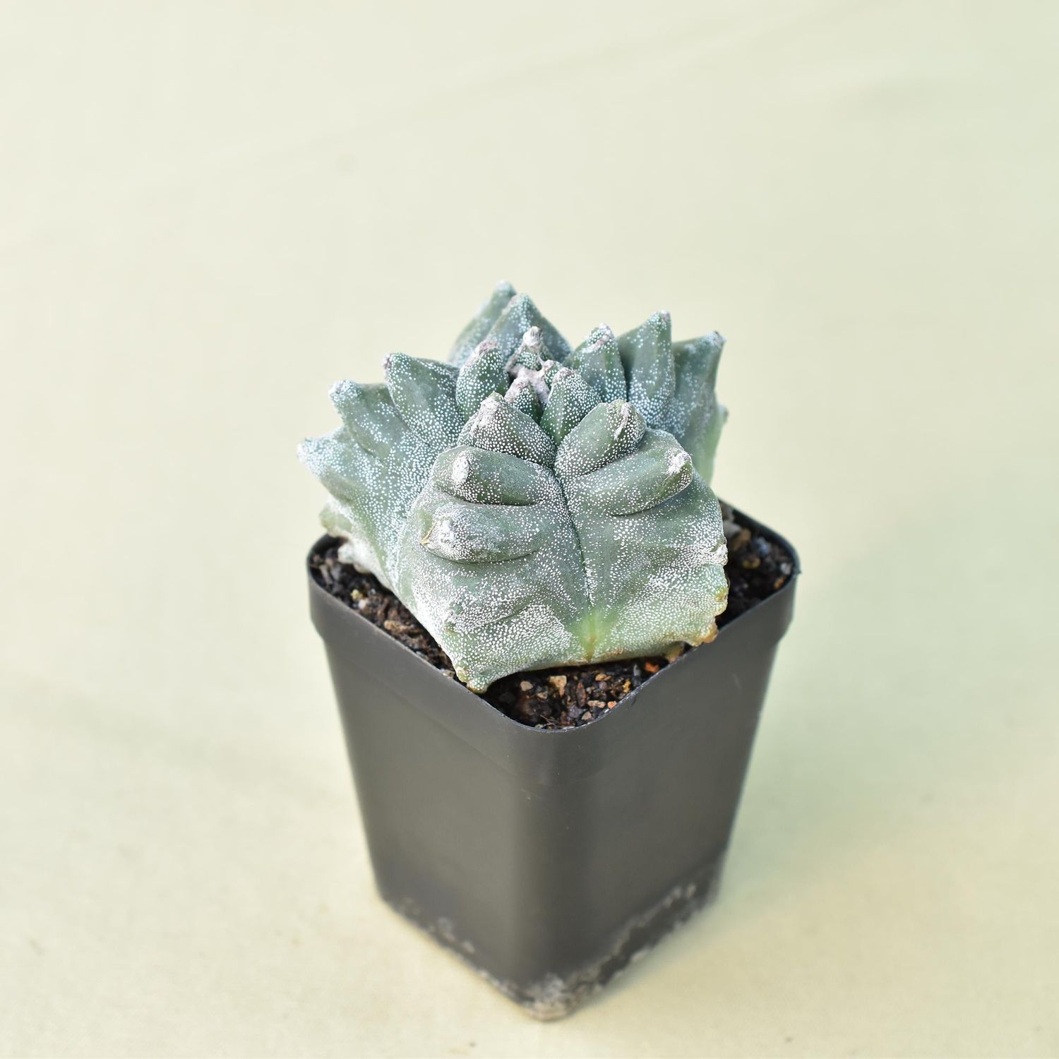 Astrophytum myriostigma cv KIKKO