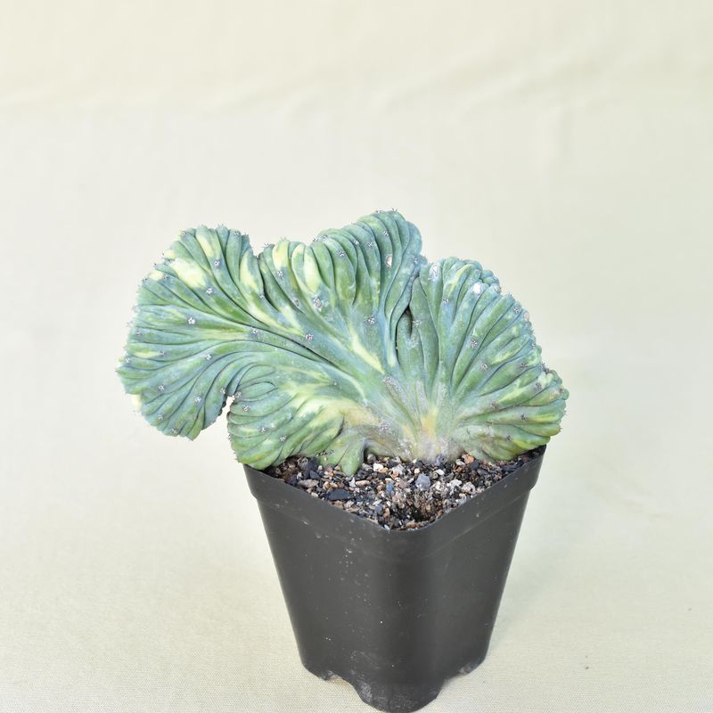 Myrtillocactus geometrizans crest variegata ROOTED