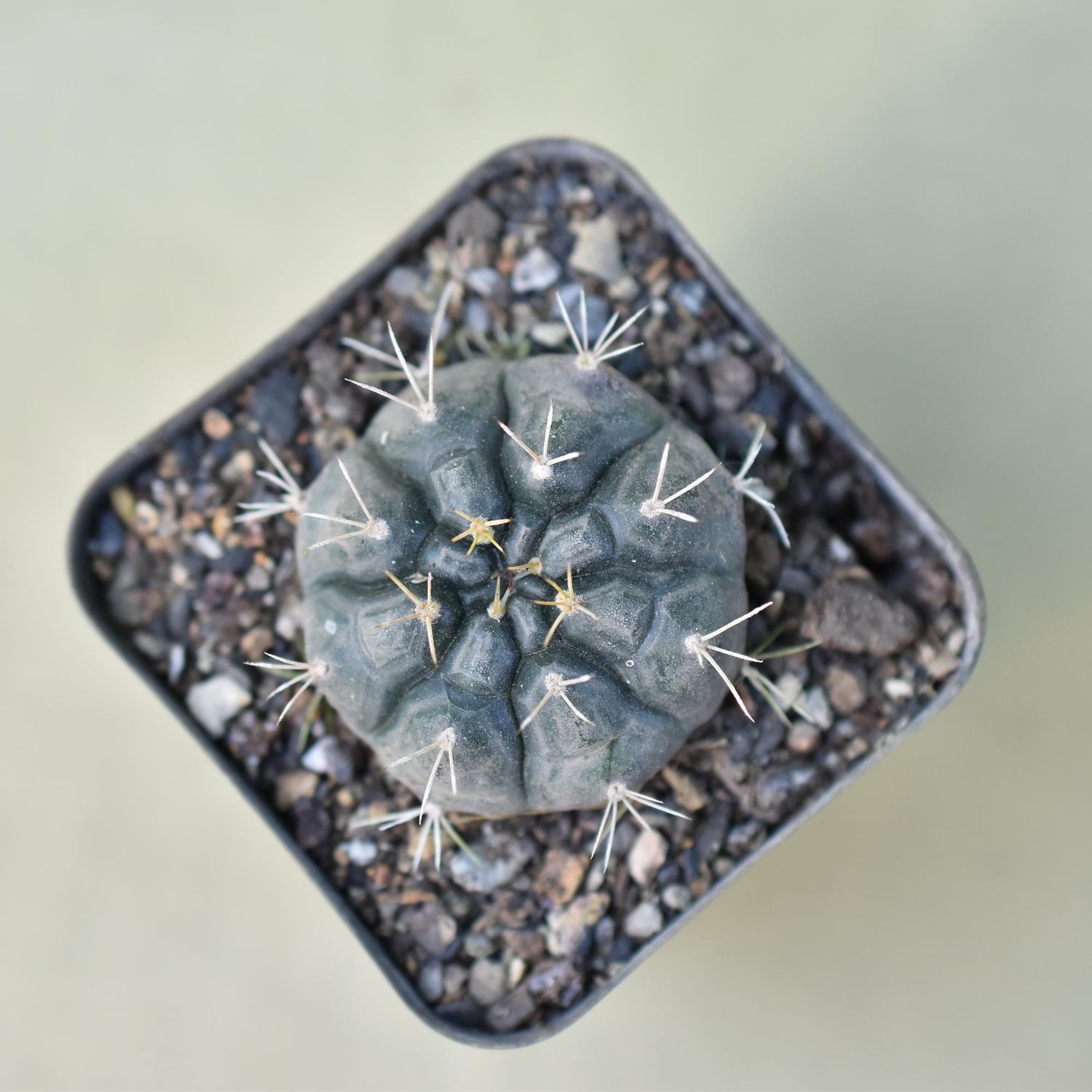 Gymnocalycium mihanovichii var proliferum