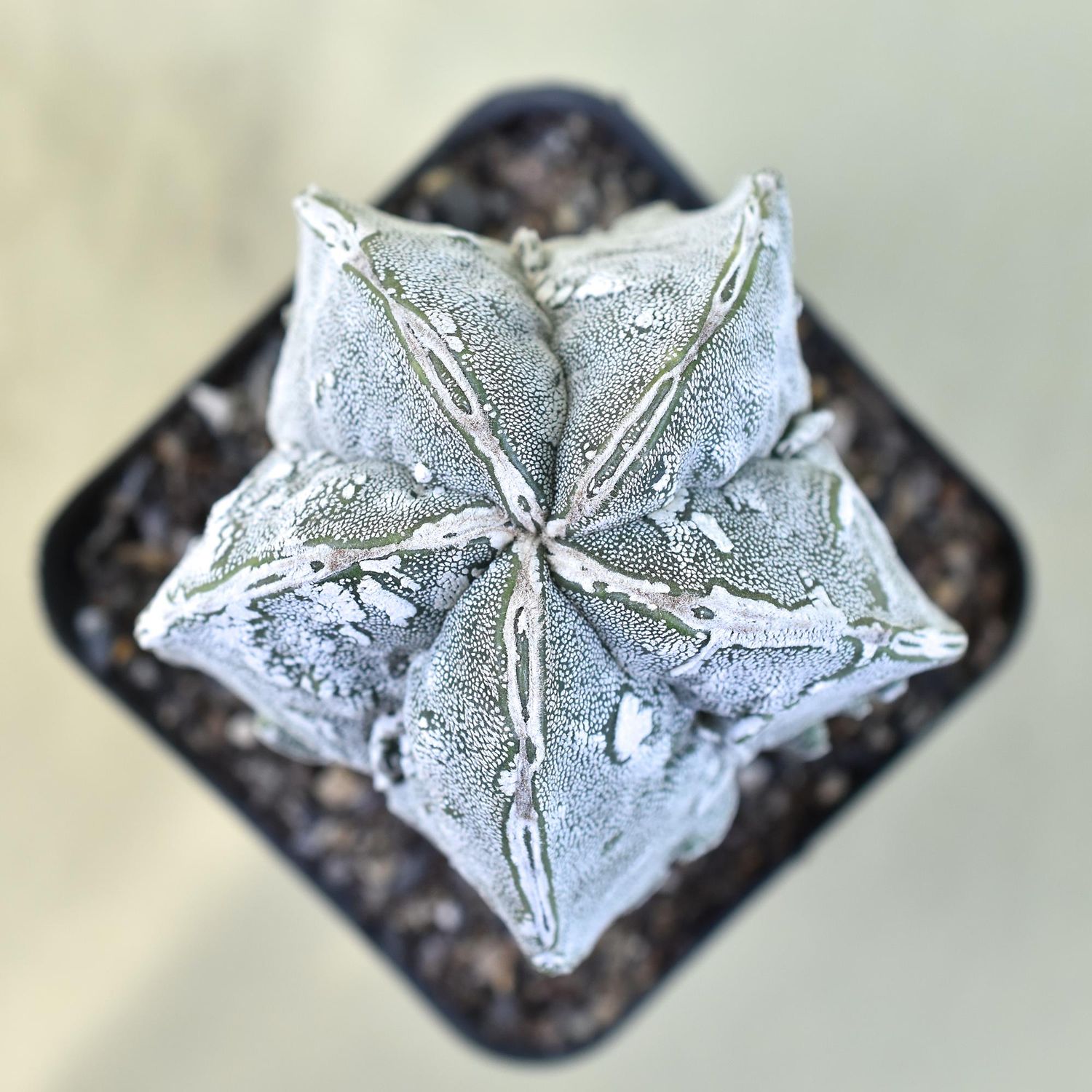 Astrophytum Myriostigma cv FUKURYU