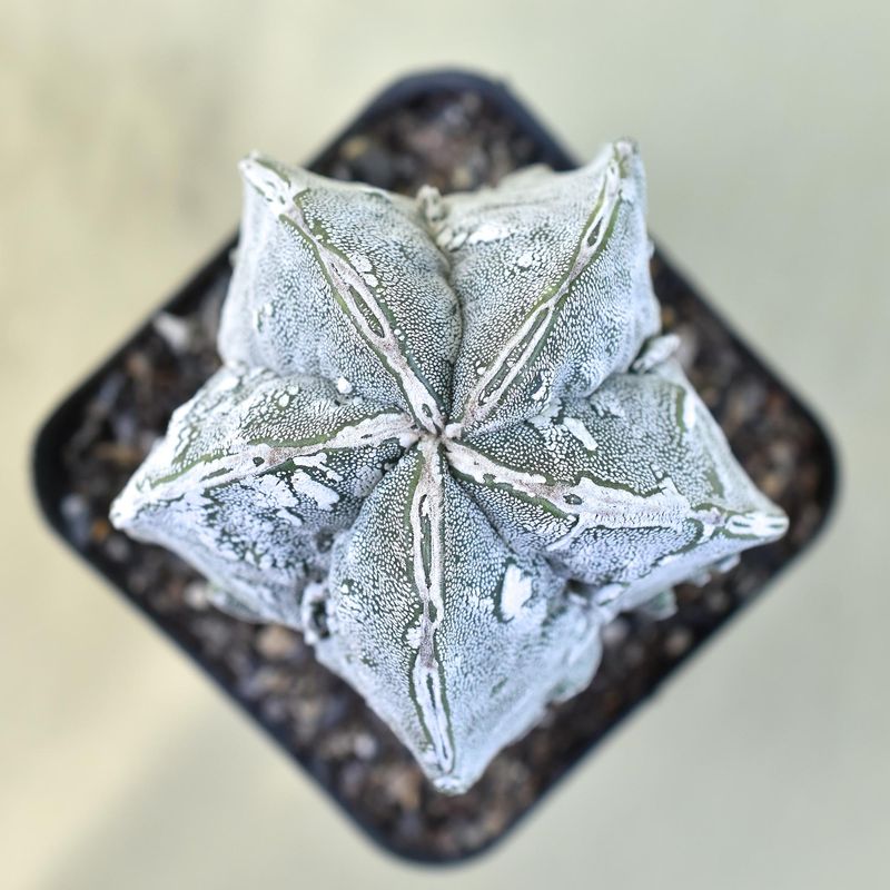 Astrophytum Myriostigma cv FUKURYU