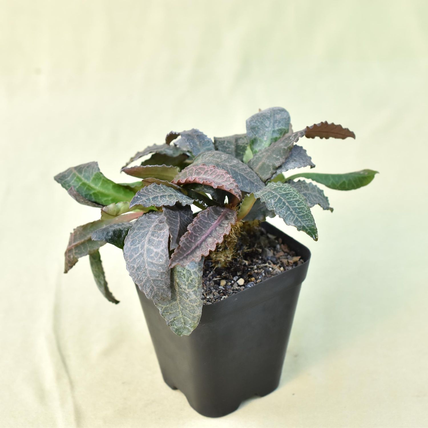 Euphorbia francoisii Dark Leaves