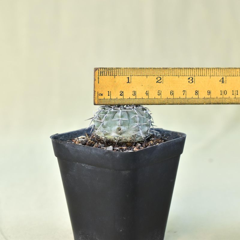 Gymnocalycium occultum