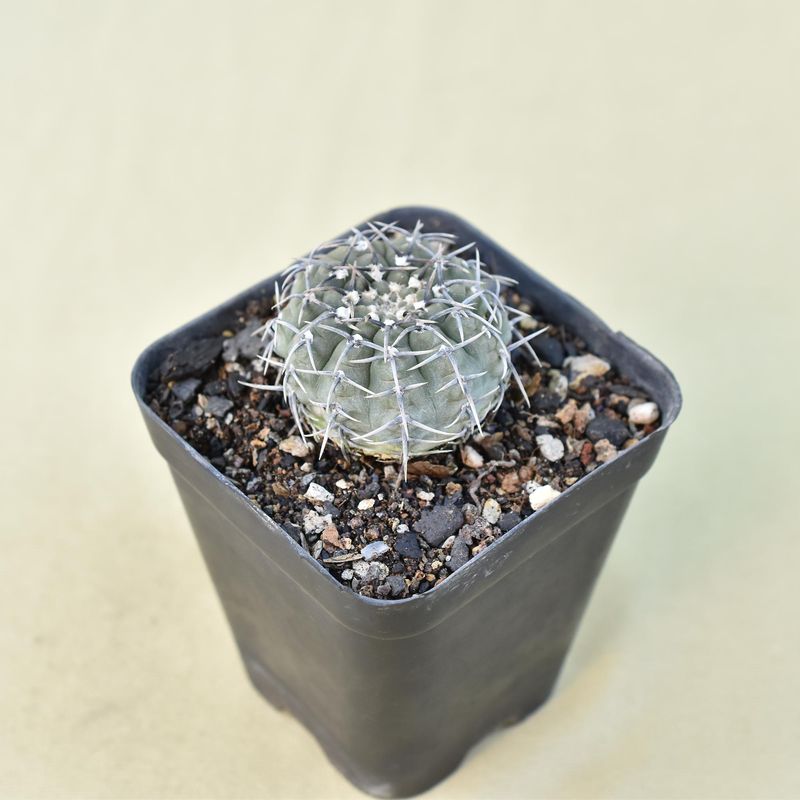 Gymnocalycium occultum