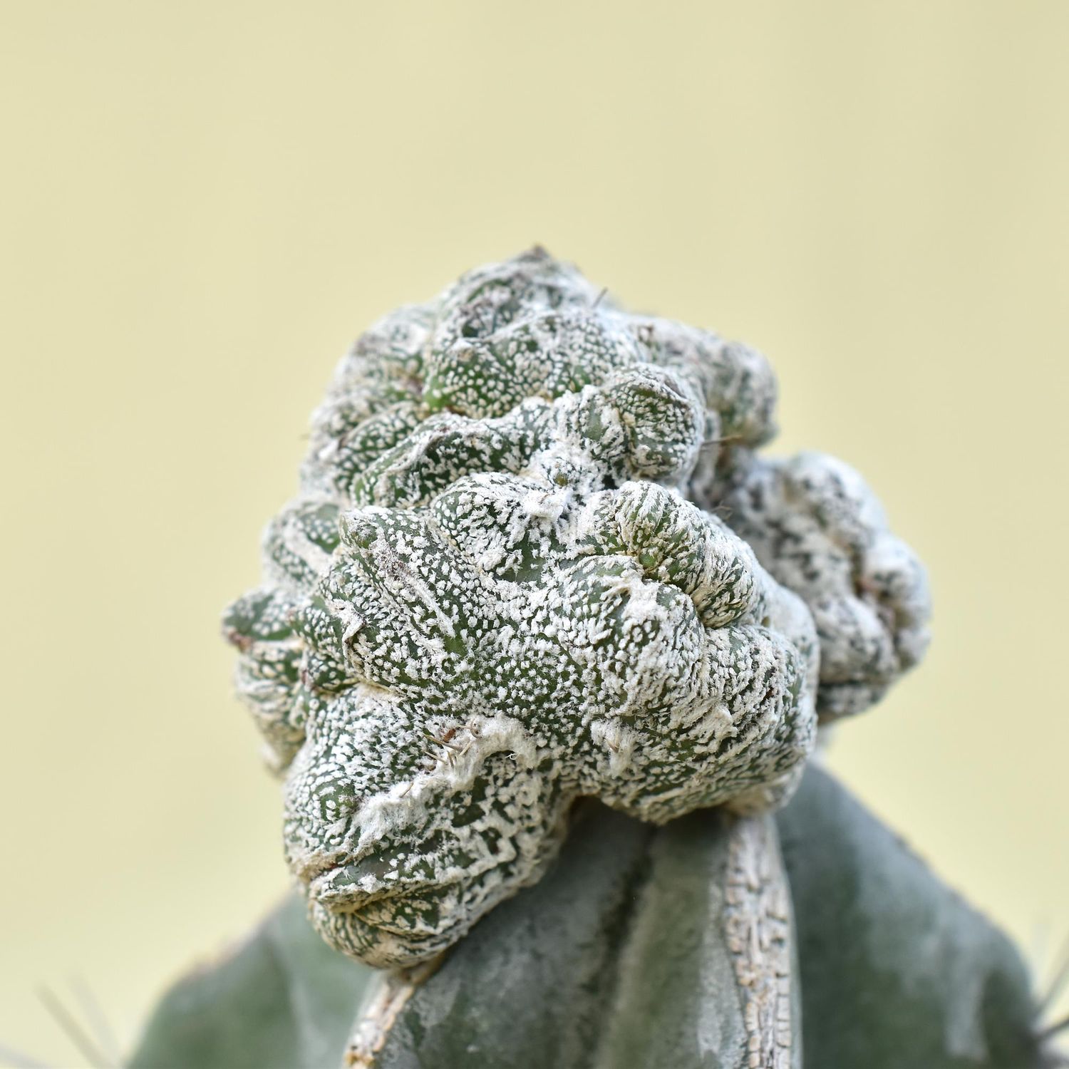 Astrophytum myriostigma Onzuka Crest