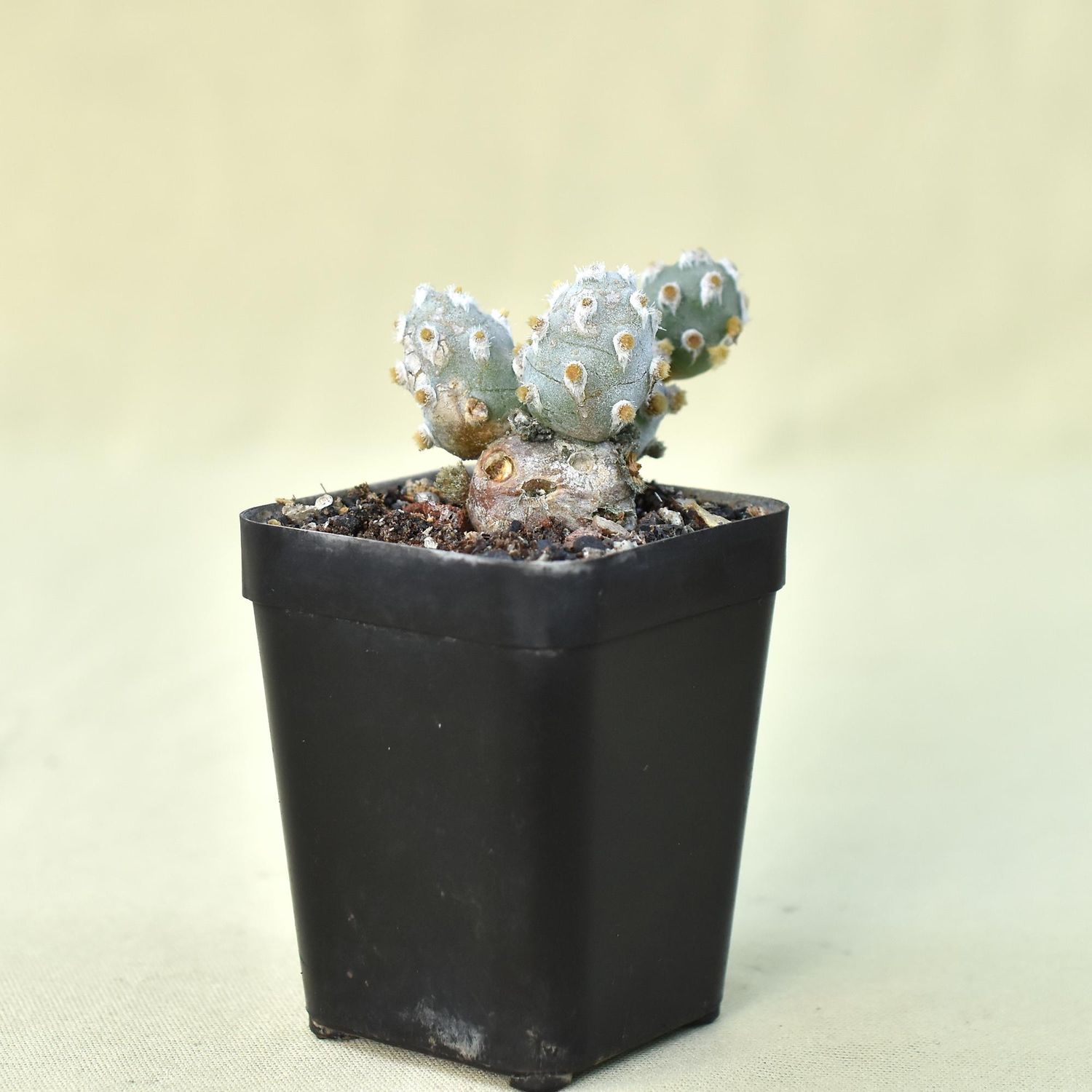 Tephrocactus Molinensis