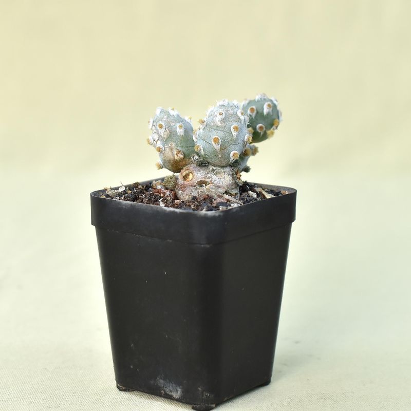 Tephrocactus Molinensis