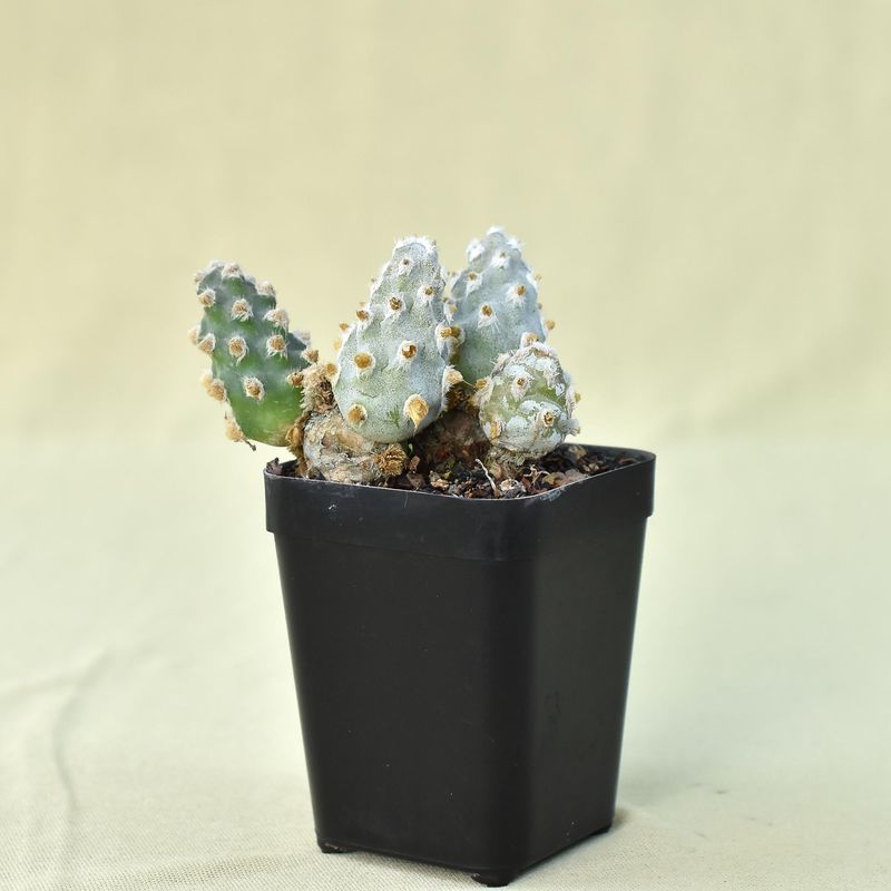 Tephrocactus Molinensis