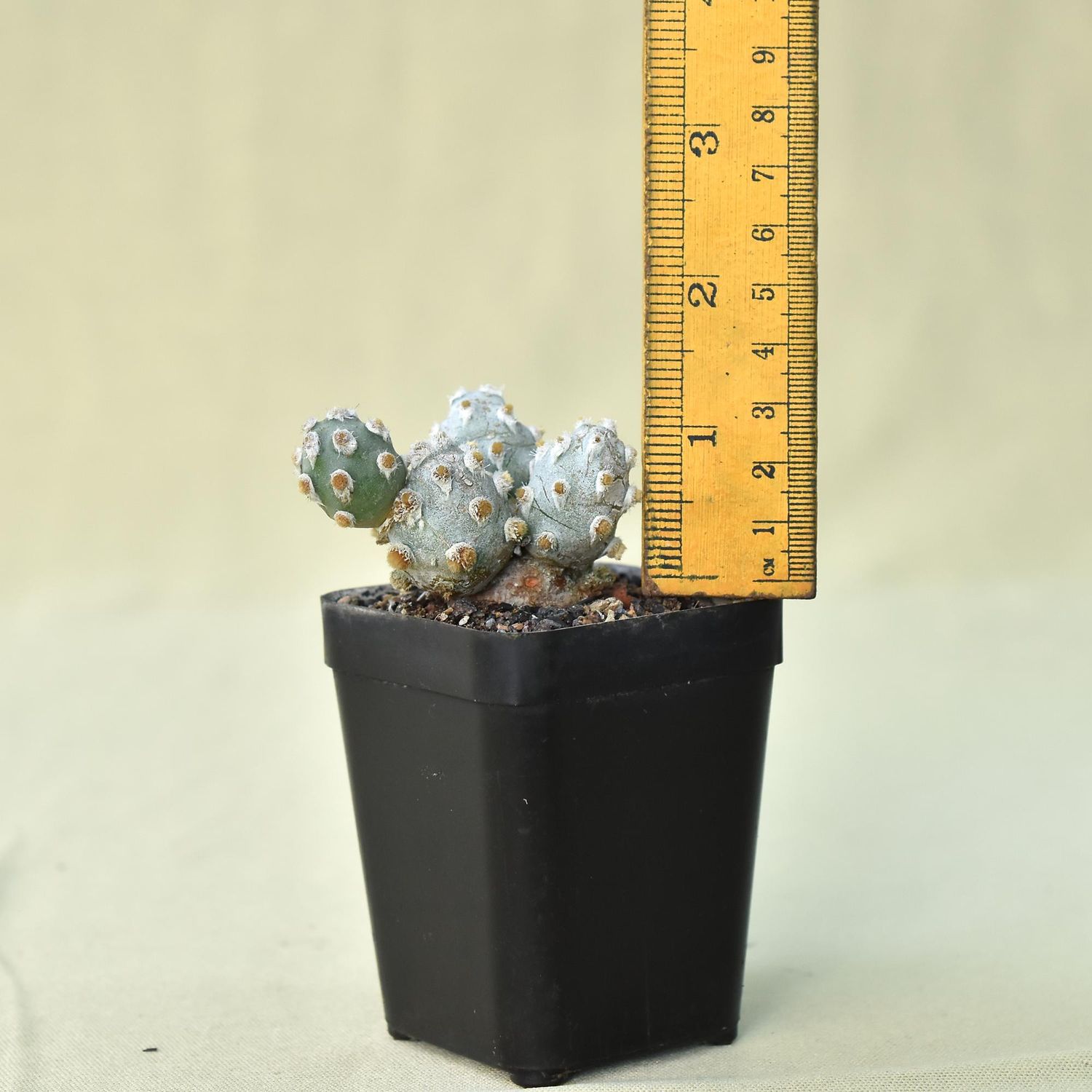 Tephrocactus Molinensis
