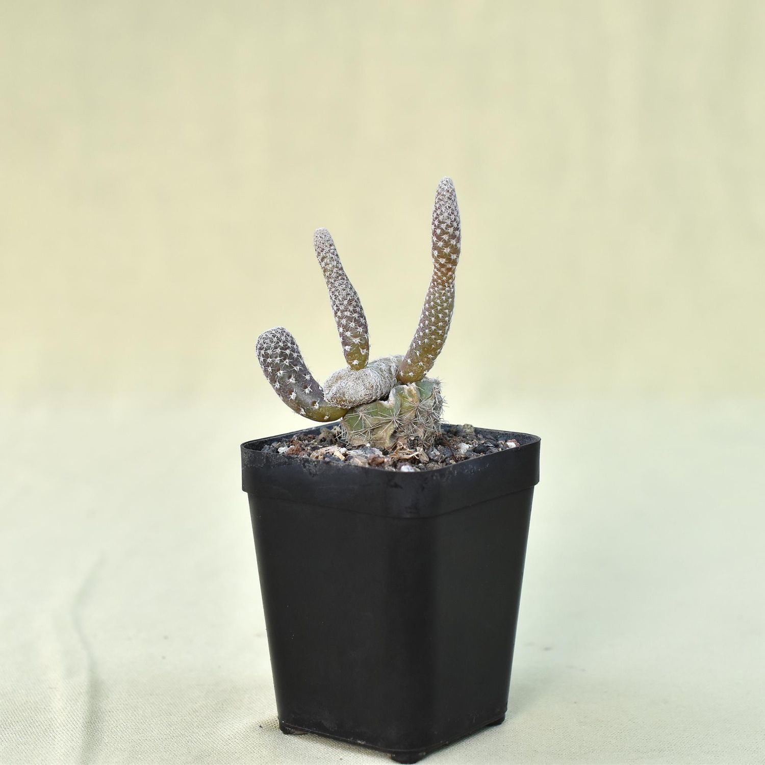 Puna clavarioides (Syn: Opuntia clavarioides)