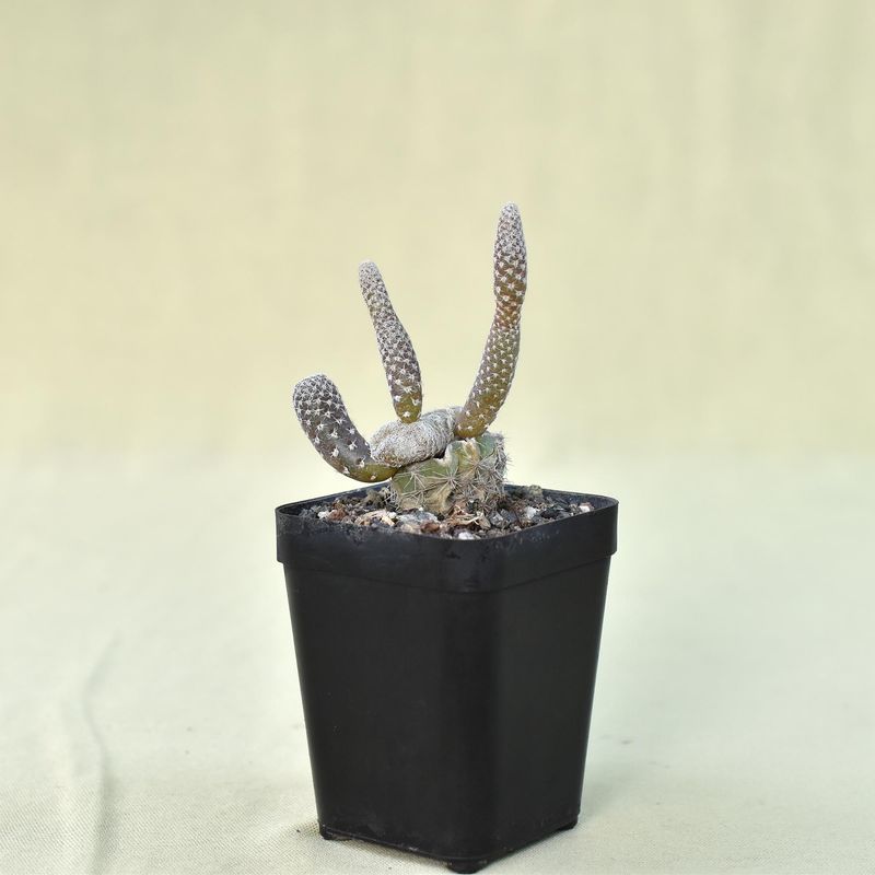 Puna clavarioides (Syn: Opuntia clavarioides)