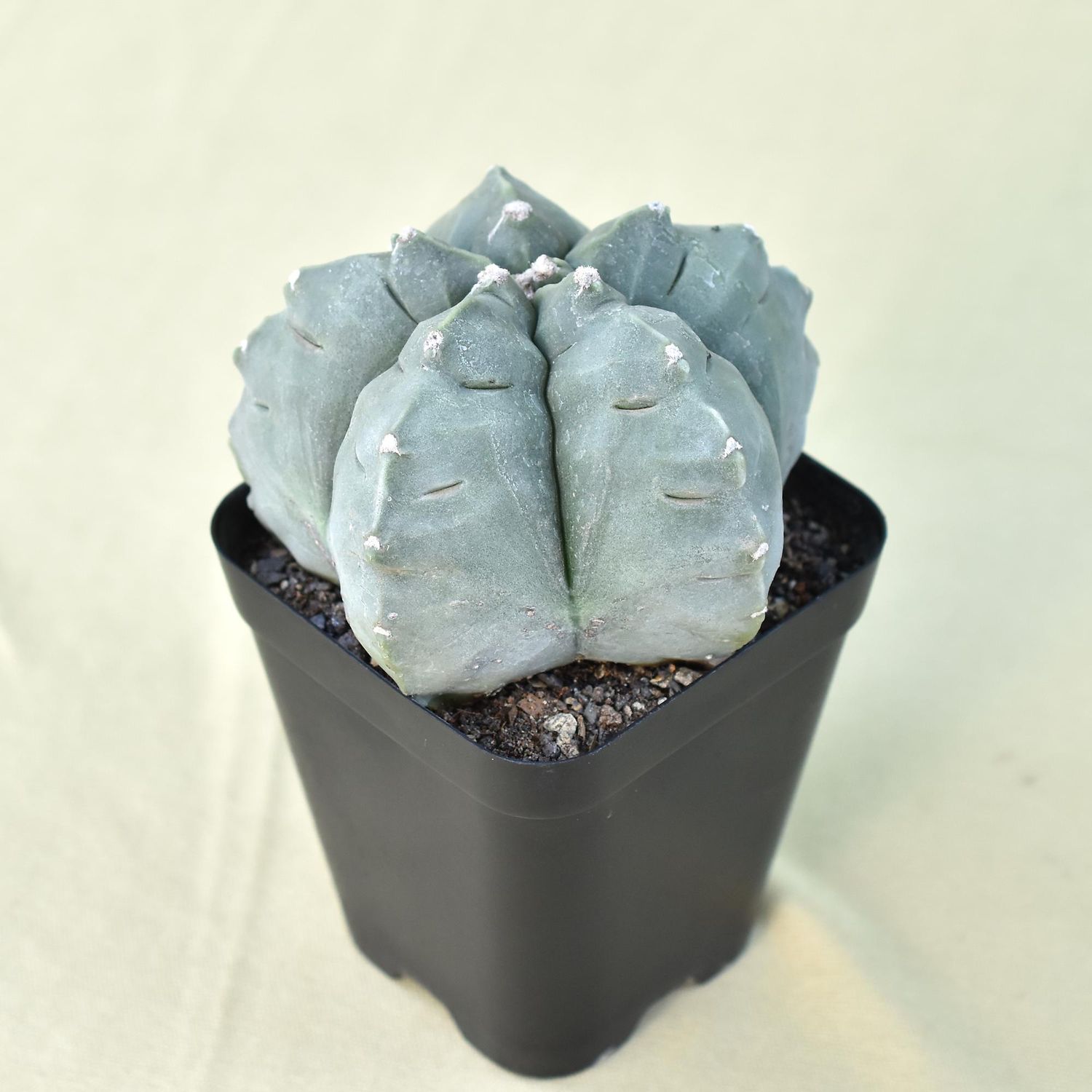 Astrophytum myriostigma NUDUM  cv KIKKO