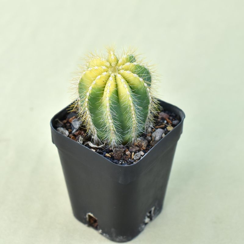 Notocactus magnificus Variegated