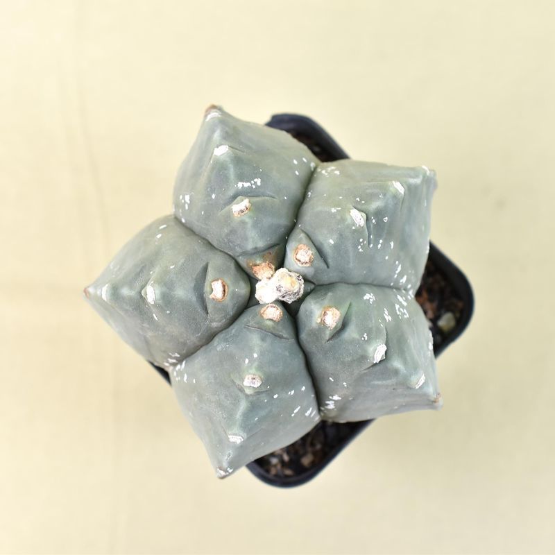 Astrophytum myriostigma NUDUM  cv KIKKO