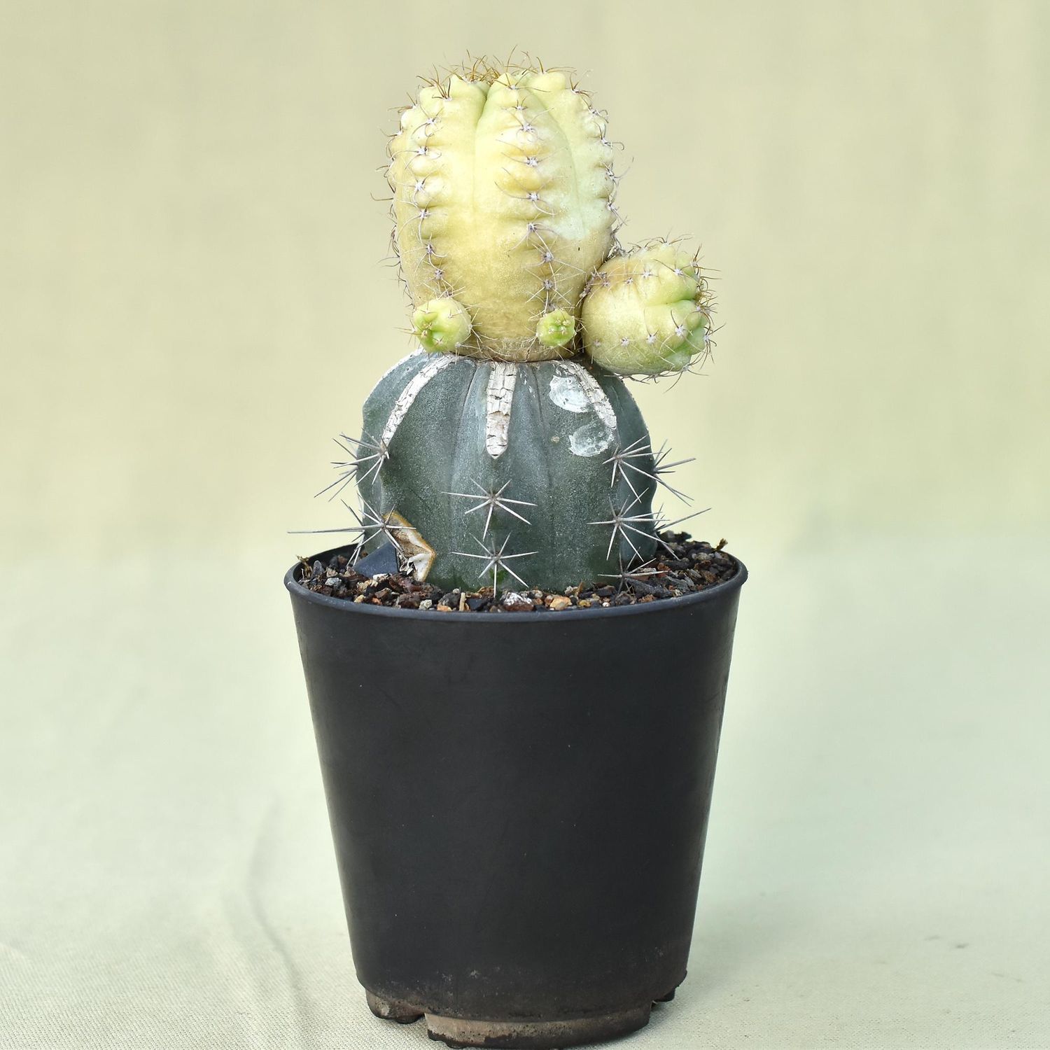 Gymnocalycium deeszianum cv. Yellow Sunshine