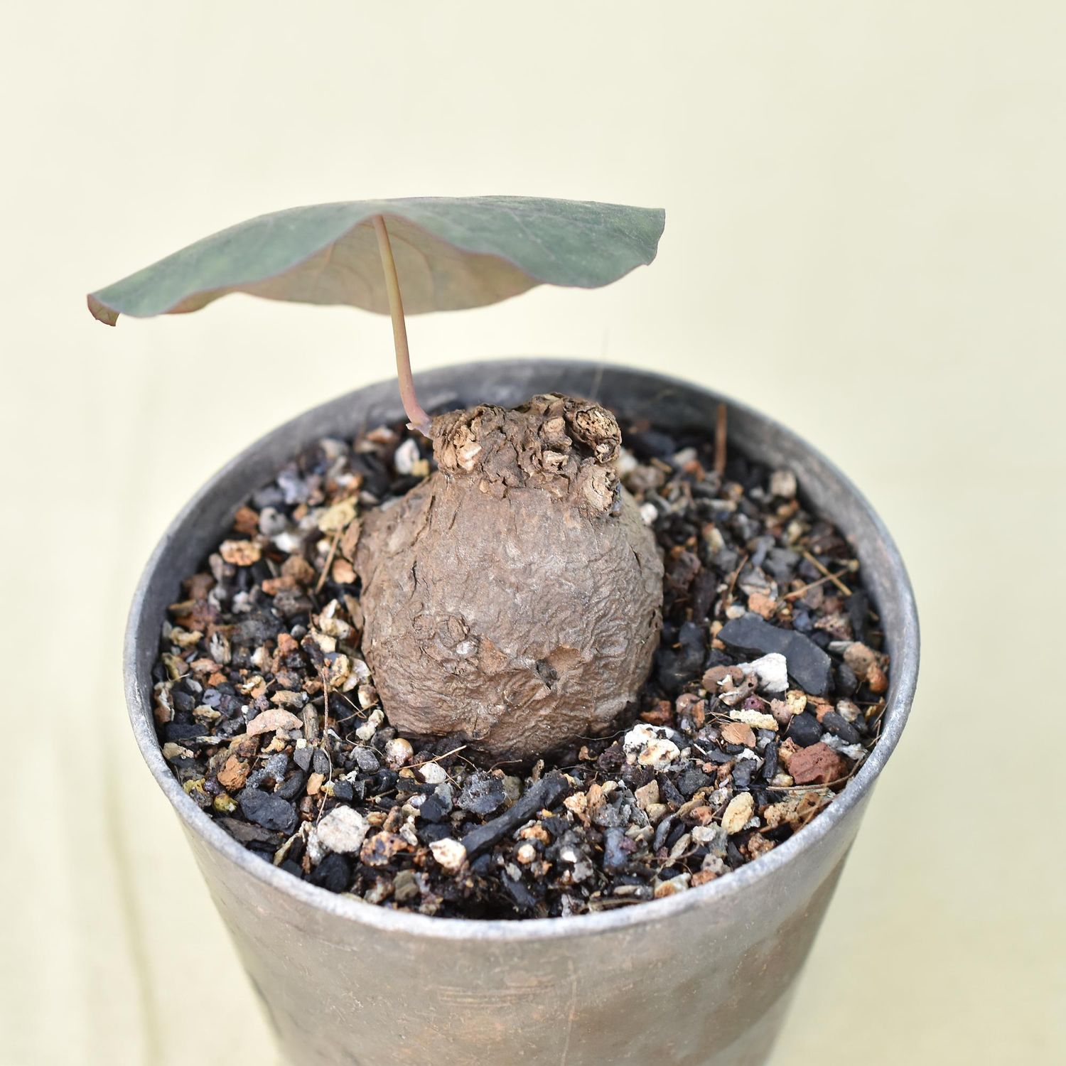 Stephania nova syn Stephania Kaweesakii