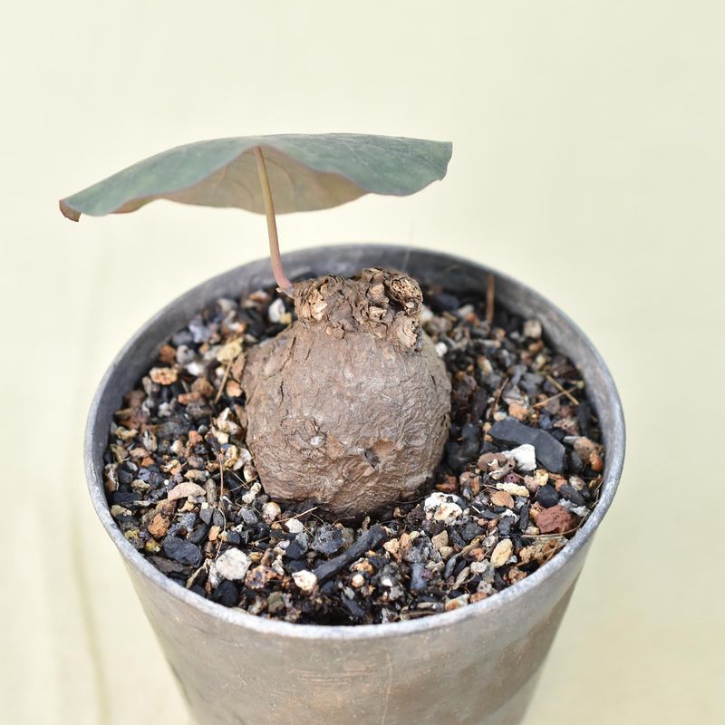 Stephania nova syn Stephania Kaweesakii