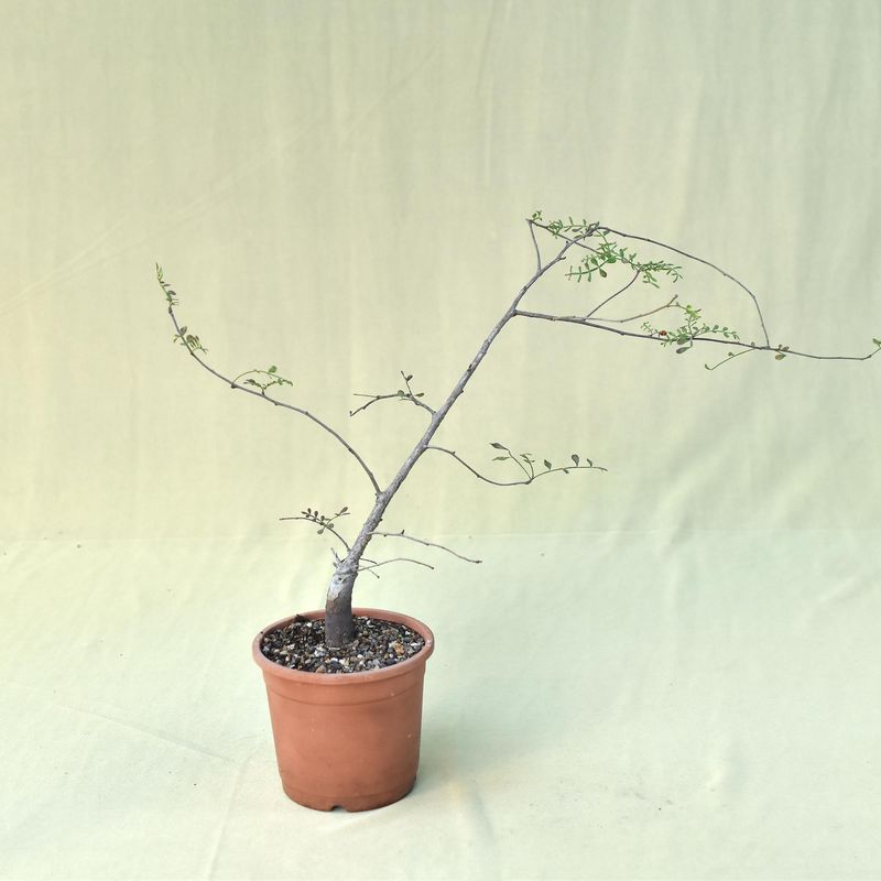 Operculicarya decaryi