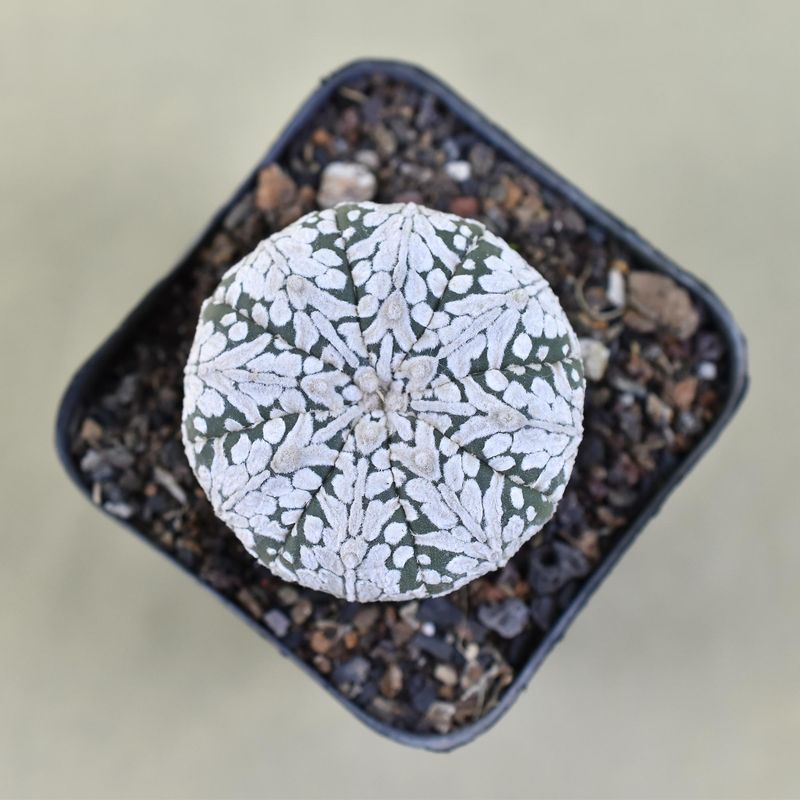 Astrophytum asterias Super Kabuto  V Type