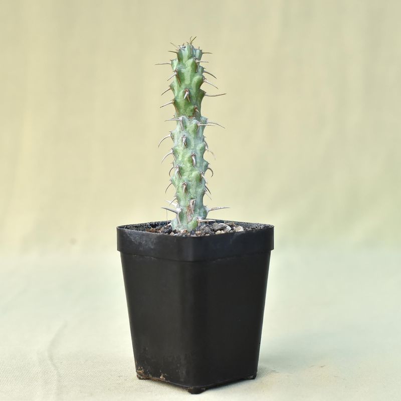Euphorbia erigavensis