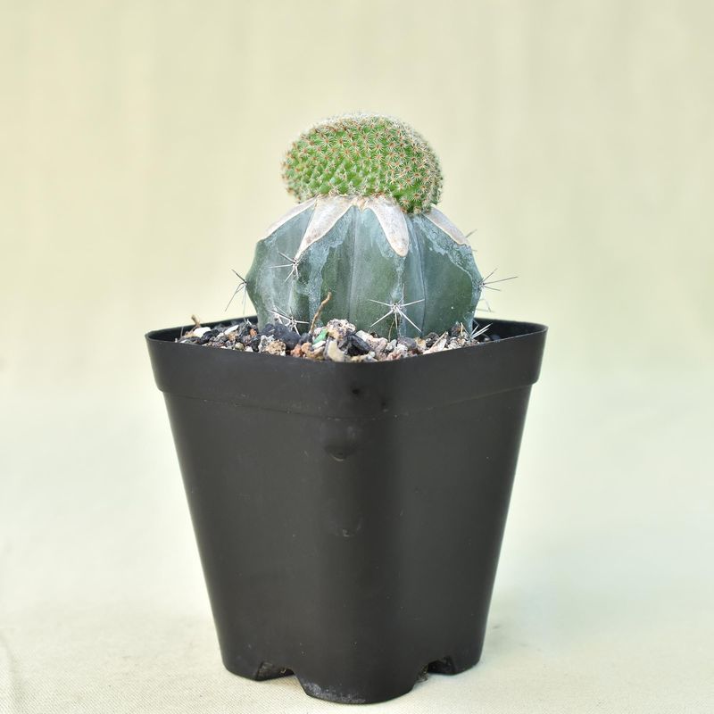 Mammillaria hutzilopochtlii crest