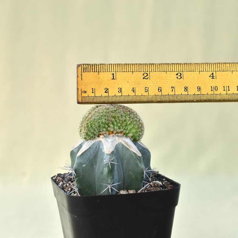 Mammillaria hutzilopochtlii crest with ruler for size reference