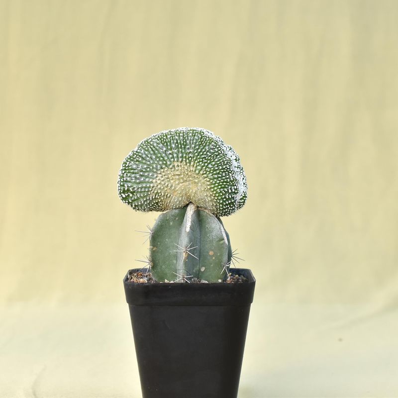 Notocactus  scopa 'Monstrosus' f. crest (Grafted)