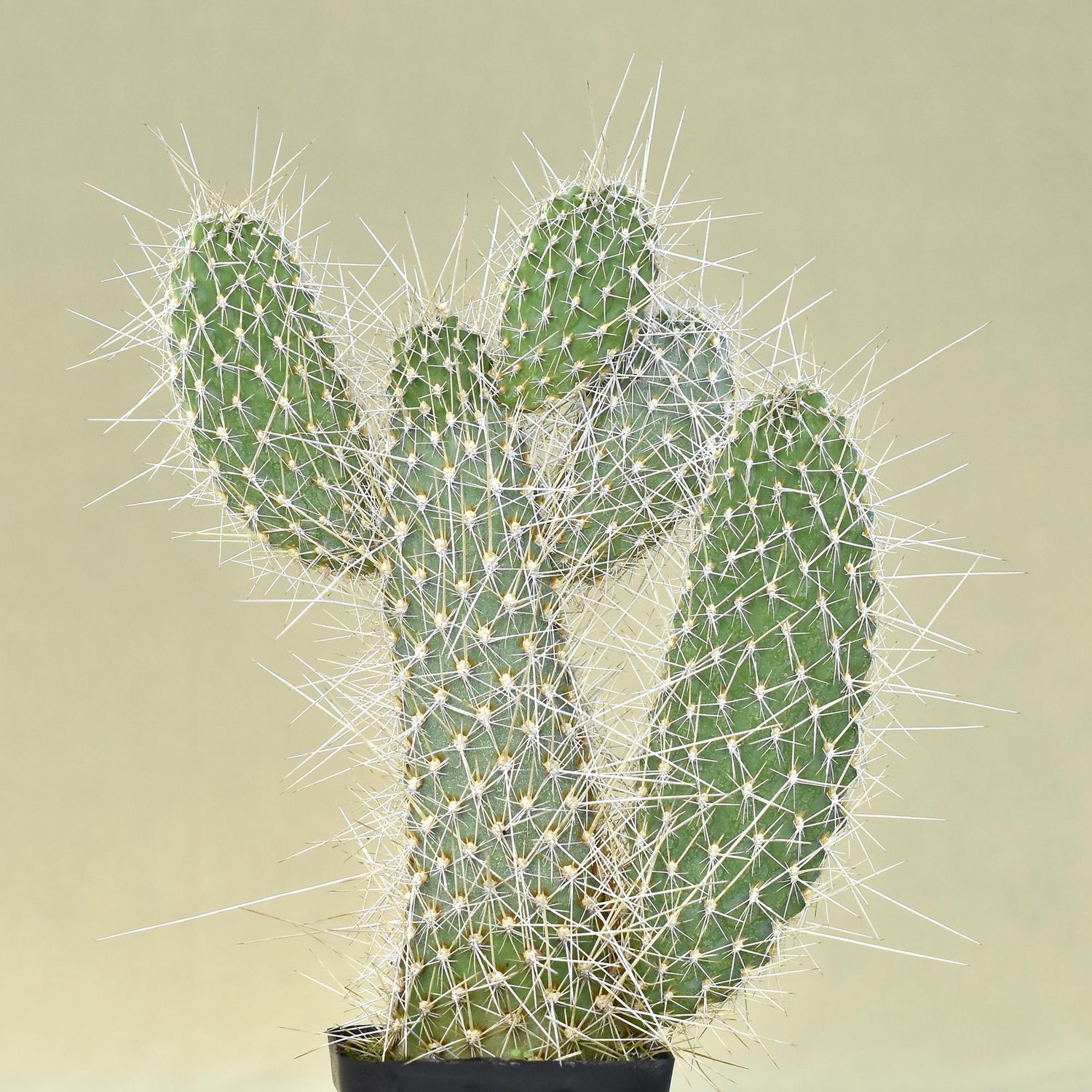 Opuntia polycantha var erinacea ursina