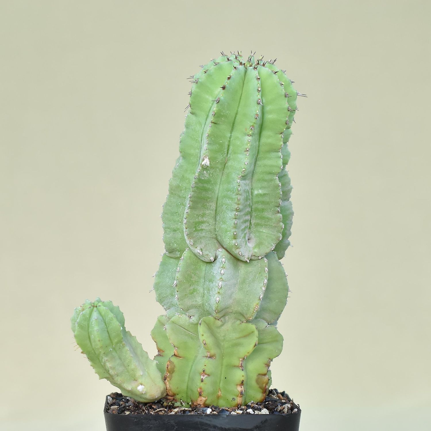 Euphorbia fruticosa inermis