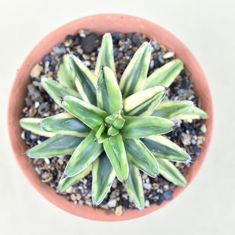 Agave victoria-Reginae cv Thunder and Lightening