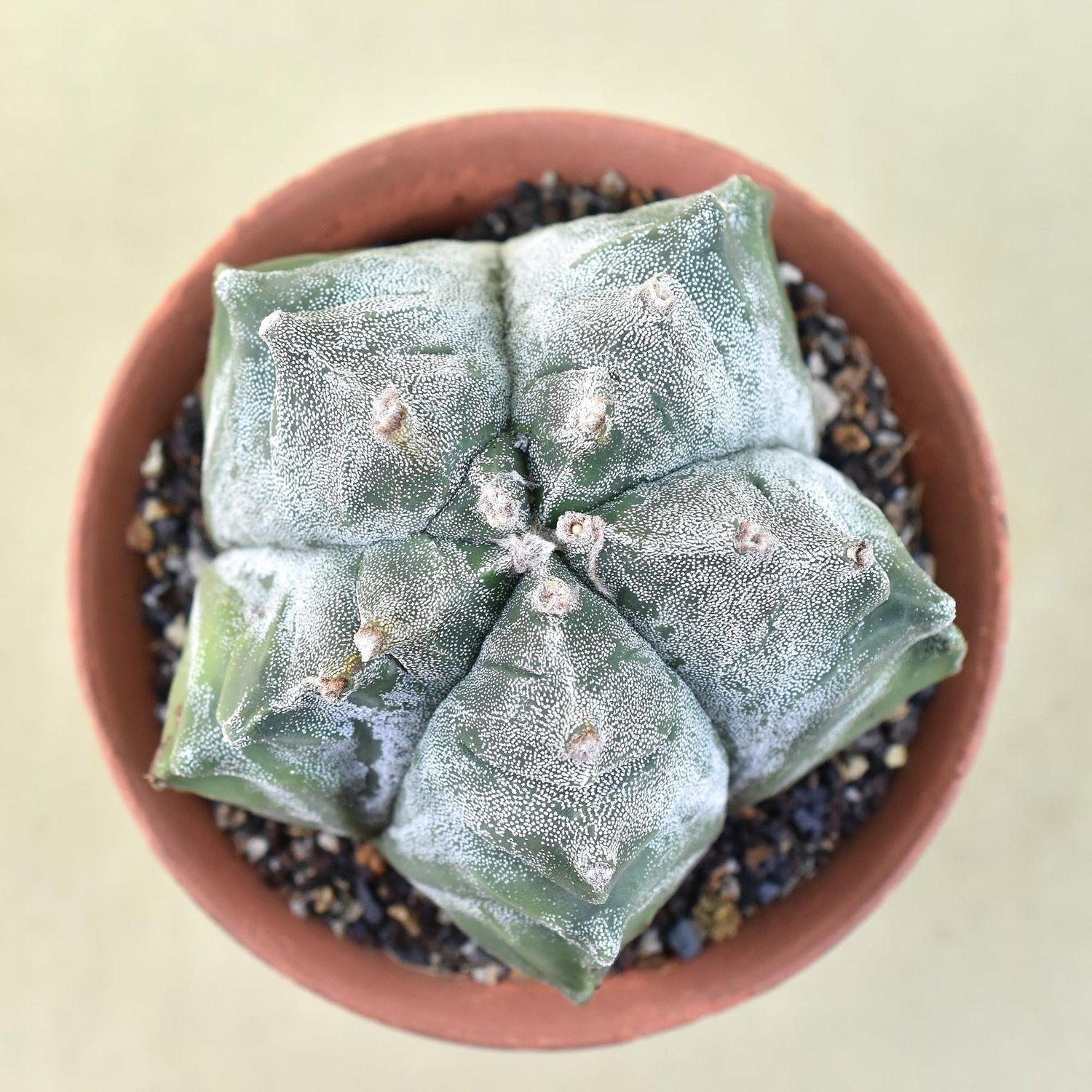 Astrophytum myriostigma cv KIKKO