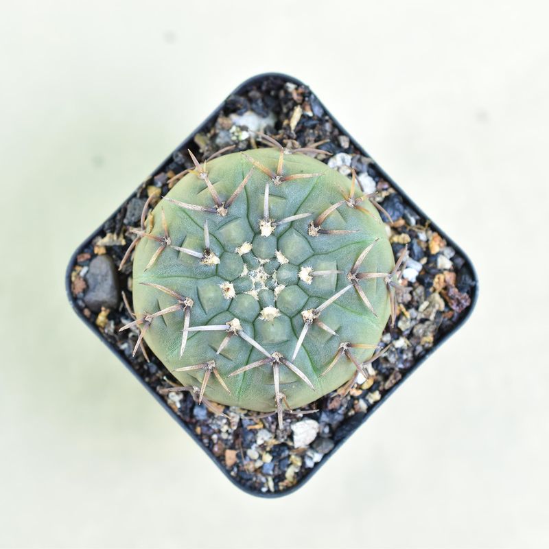 Gymnocalycium Vatteri Erect Spine