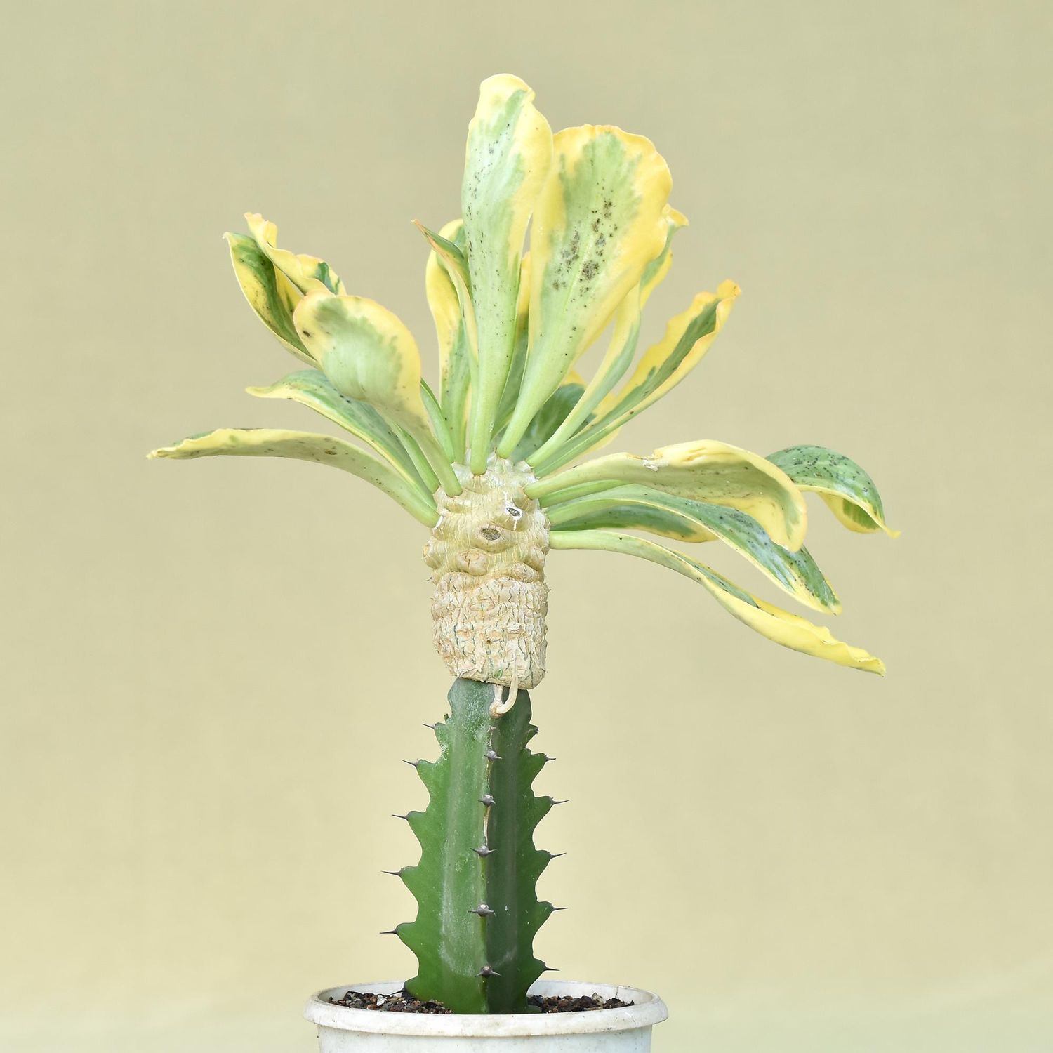 Euphorbia poissonii variegated
