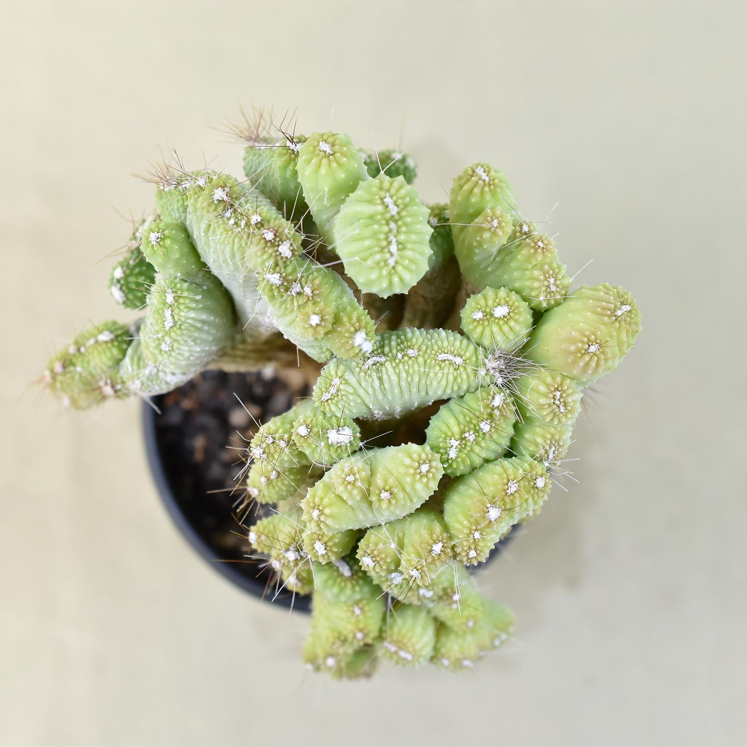 Cereus CV. Wild Crest