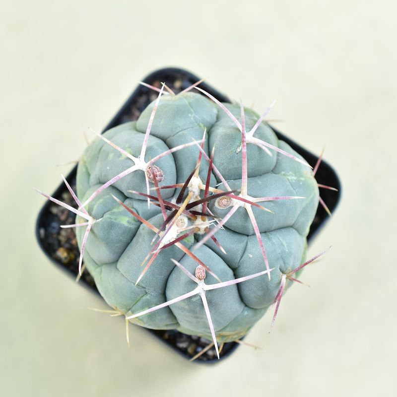 Thelocactus Hexaedrophorus