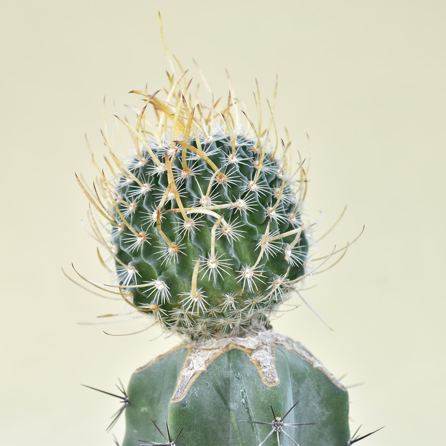 Echinofossulocactus Erectrocentrus (Very Long Spine Cv.)